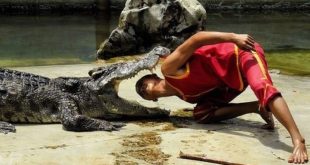 crocodile wrestler