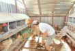 egg collectors and packers