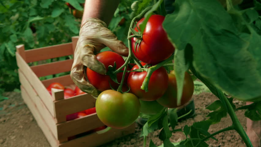 tomato picking job in canada