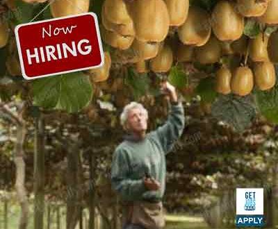 how to apply fruit picker in new zealand from philippines